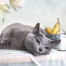 강북24시 N동물의료센터 이미지