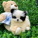 피그헬스동물병원 | 서울강아지분양 헬스독 송파점에서 시츄분양 후기