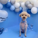 댕댕이 미용살롱 이미지