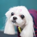 루시펫살롱 이미지