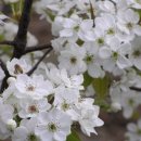 배꽃다방 이미지