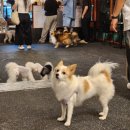 힙독 애견카페 이미지