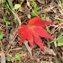 전남도립대학교 | 전남 가을 사진 명소 전남도립대학교 단풍