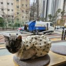 김민성 동물병원 이미지