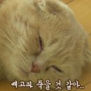 강서족발 이미지