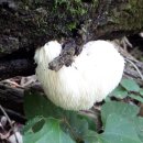 오리궁뎅이 이미지