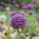 봄파머스가든 이미지