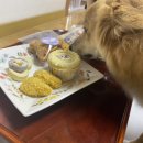 강아지스푼 이미지