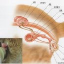 아틀라스동물의료센터 네이버블로그