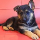 셰퍼트 분양 이미지