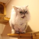 캣츠호텔 이미지