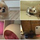 덕상개천 이미지