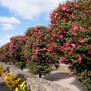 삼달리-15 | 제주도 동백꽃 명소 삼달리꽃밭에서 입장료 서귀포 여행 코스 추천 가볼만한곳
