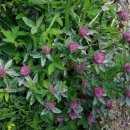 네잎클로버 이미지