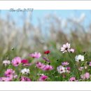 꽃들의이야기 이미지