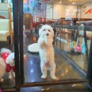 개꿈호텔 이미지