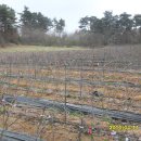 막둥이네 이미지