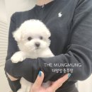 더멍멍 충주점 이미지