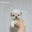 le puppy 이미지