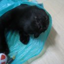 우리집코코 이미지