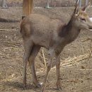 경북야생동물구조관리센터 이미지