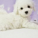 몽글몽글 이미지