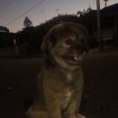 The best puppy 이미지