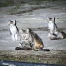 개귀여워 이미지