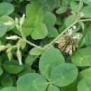 네잎클로버 이미지