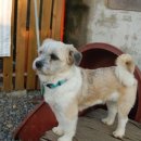 미도(아) 이미지