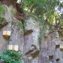 제주 안덕계곡 상록수림 이미지