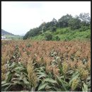 장생농장 이미지