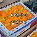 신화농장 | 제주도 신화월드 근처 귤따기 체험농장 미령이네 감귤농장