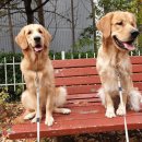 강아지 천국 이미지