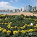 가을국화