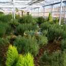 허브밸리(암석원) 이미지