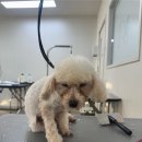 애견미용의 모든 것! 에이스애견미용학원 일산점 탐방기🐶✨