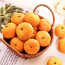 효돈한의원 | 제주 서귀포 쇠소깍산물관광농원 감귤 5kg 택배 주문후기