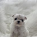 또바기 켄넬 이미지