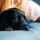 도그애견샵 이미지