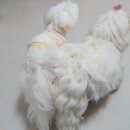 돌담 동물의료센터 이미지