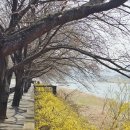 섬진강대나무숲길 이미지