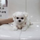 1차 접종완료~ 배변훈련완료~머즐 짧고 모량많은 진짜 순종미니 말티즈 분양 합니다. 이미지