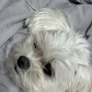 안녕 강아지 이미지