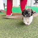 몽냥몽냥 이미지