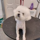 dog조아 | 남양주애견미용 dog조아에서 애견미용 후기