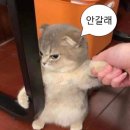 케이크빌리지