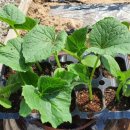 J하우스 이미지