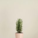 로즈마리 정원 이미지