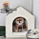 피스켄넬 | 세븐펫 강아지 원목 하우스로 강아지 독립공간 만들어주기